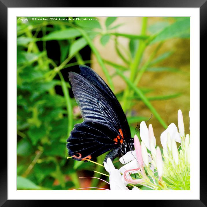 Scarlet Swallowtail butterfly Framed Mounted Print by Frank Irwin