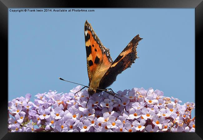  A beautiful Tortoiseshell butterfly feeds on Budd Framed Print by Frank Irwin