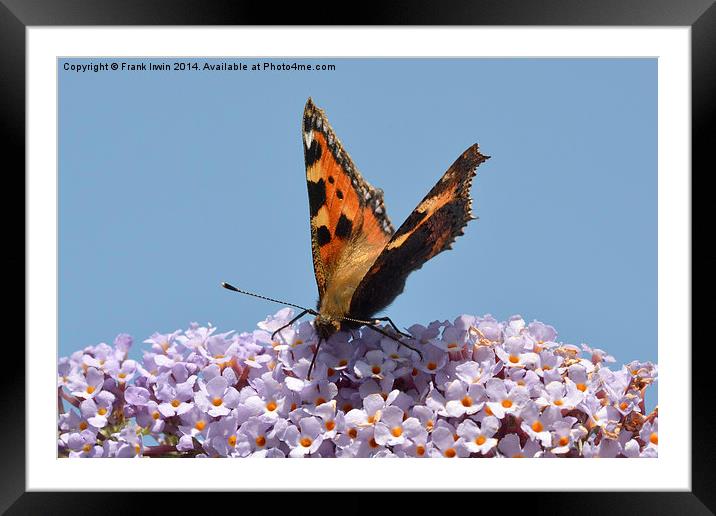  A beautiful Tortoiseshell butterfly feeds on Budd Framed Mounted Print by Frank Irwin
