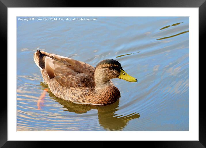  A small duck swims happily along Framed Mounted Print by Frank Irwin