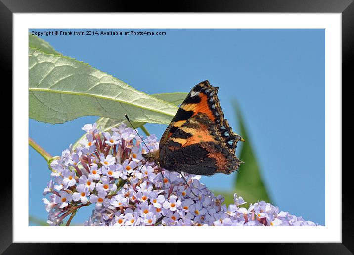 Tortoiseshell butterfly, insects, beautiful butter Framed Mounted Print by Frank Irwin