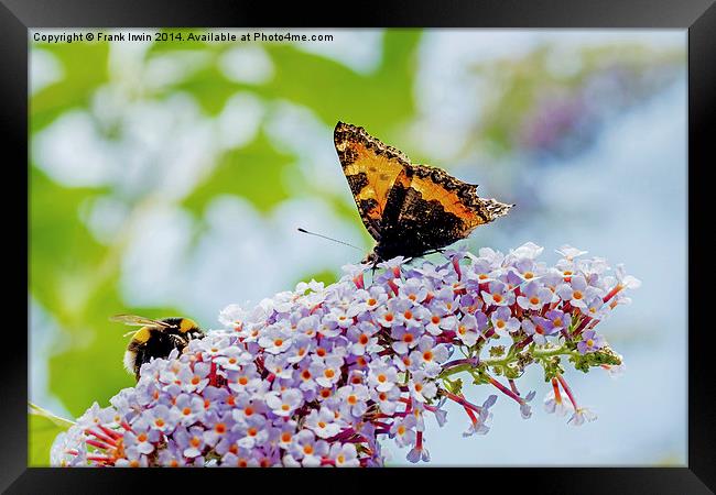  A beautiful Tortoiseshell butterfly shares its di Framed Print by Frank Irwin