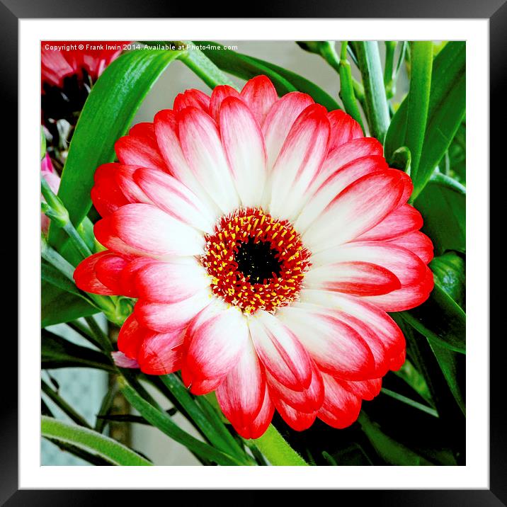  Gerbera Jamesonii in all its glory Framed Mounted Print by Frank Irwin