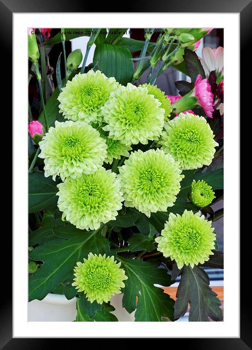  Small Green Chrysanthemums in full bloom. Framed Mounted Print by Frank Irwin