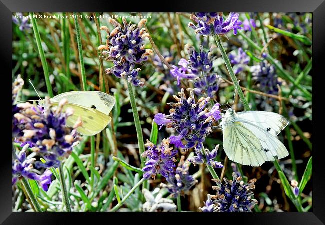  Two ‘large white’ butterflies Framed Print by Frank Irwin
