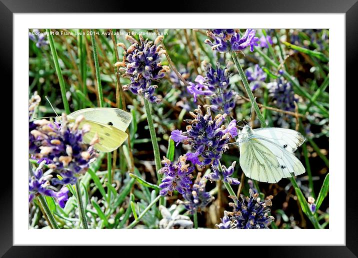  Two ‘large white’ butterflies Framed Mounted Print by Frank Irwin