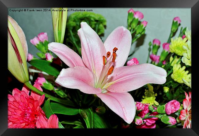  A beautiful Pink Lilly in all its glory Framed Print by Frank Irwin