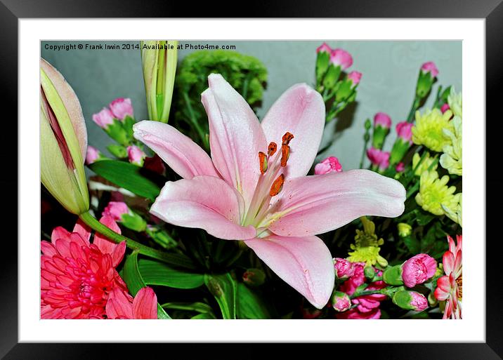  A beautiful Pink Lilly in all its glory Framed Mounted Print by Frank Irwin