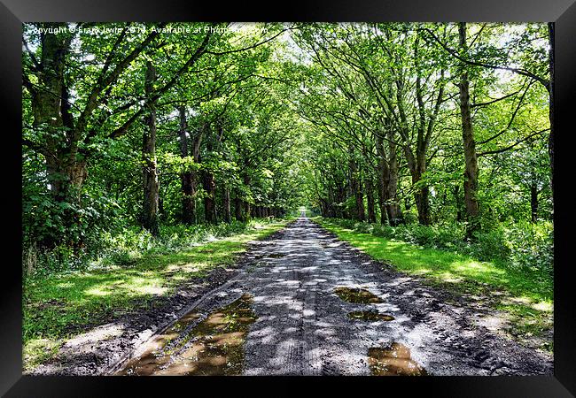  Tree lined Avenue to nowhere Framed Print by Frank Irwin