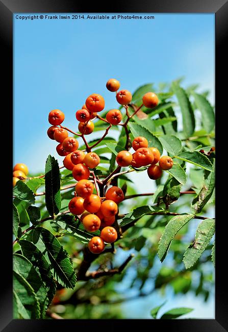  Orange Rowan (Mountain Ash) berries Framed Print by Frank Irwin