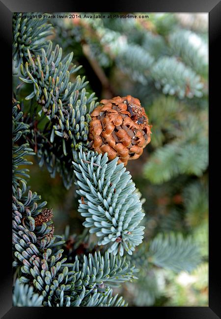  A beautiful fir cone just arriving Framed Print by Frank Irwin