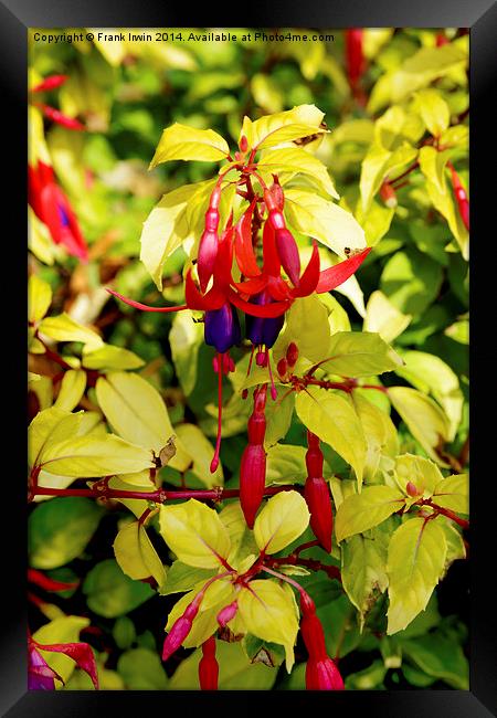  Beautiful Fuchsia in full bloom, second show, Framed Print by Frank Irwin