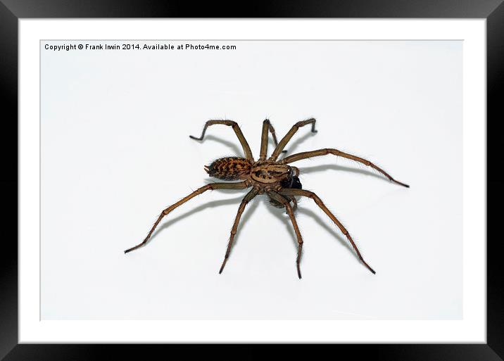  The Domestic House spider Framed Mounted Print by Frank Irwin