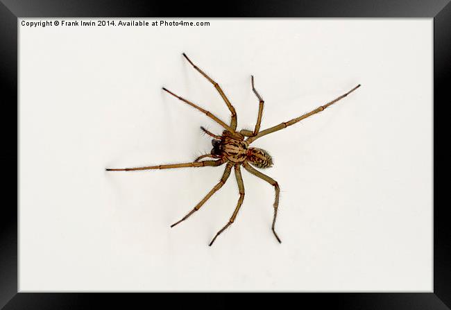 The Domestic House spider Framed Print by Frank Irwin