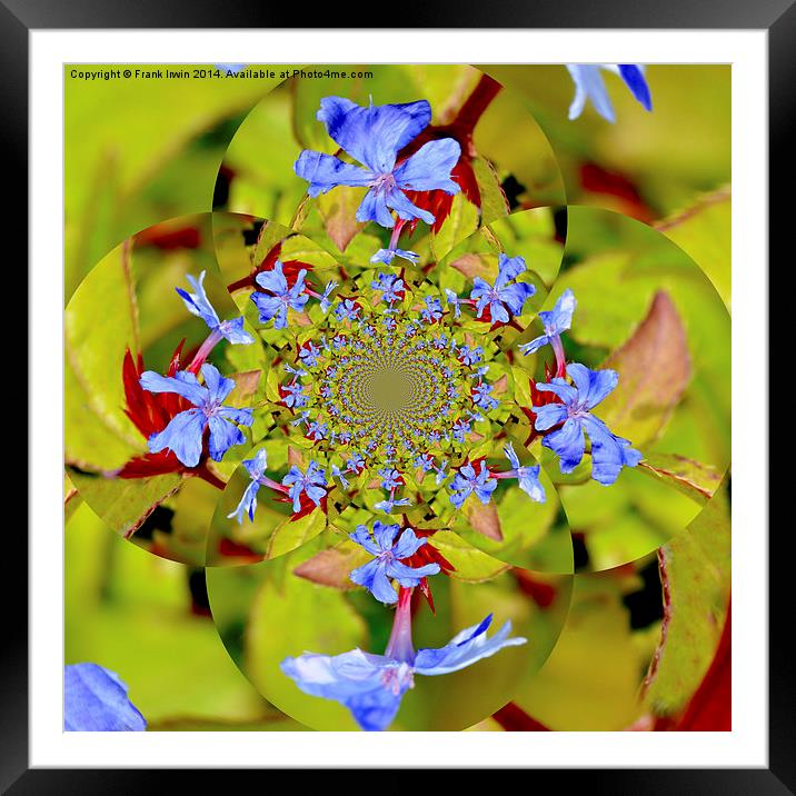  Composition of blue flowers Framed Mounted Print by Frank Irwin