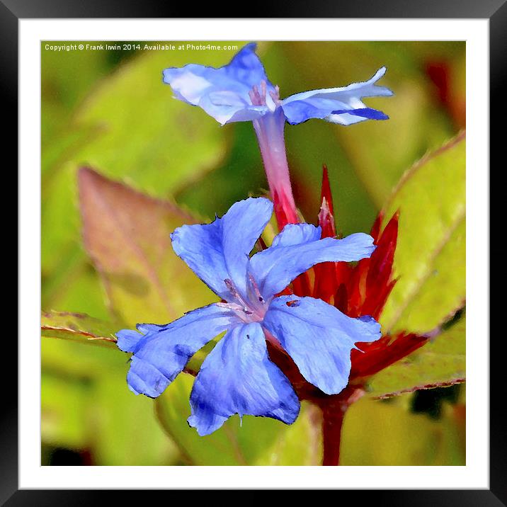  Hardy Plumbago herbaceous shrub as a painting Framed Mounted Print by Frank Irwin