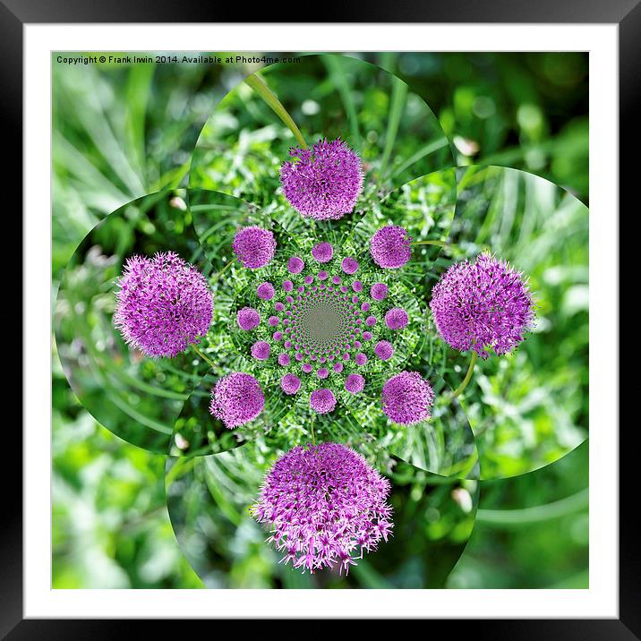  Compendium of purple Alium Framed Mounted Print by Frank Irwin