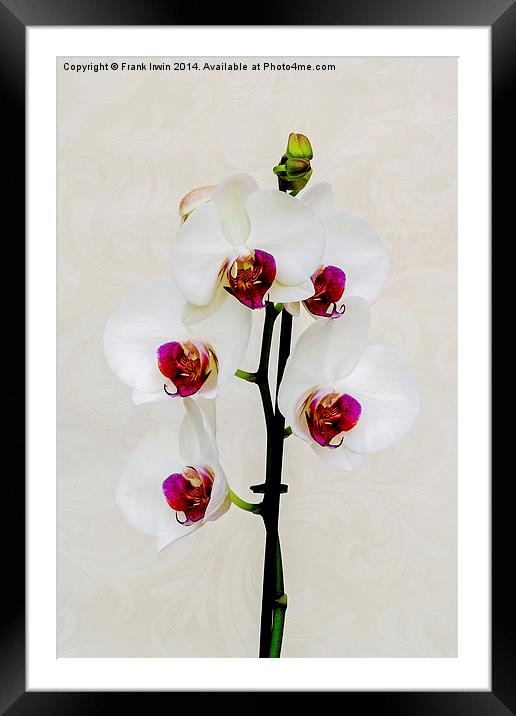  Beautiful White Phalaenopsis Orchid Framed Mounted Print by Frank Irwin