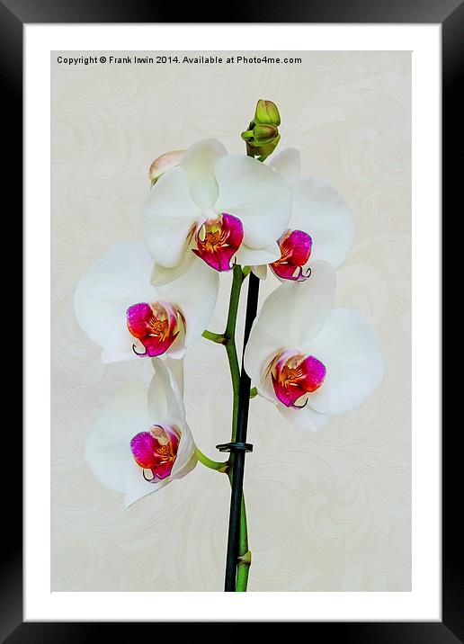 Beautiful White Phalaenopsis Orchid Framed Mounted Print by Frank Irwin