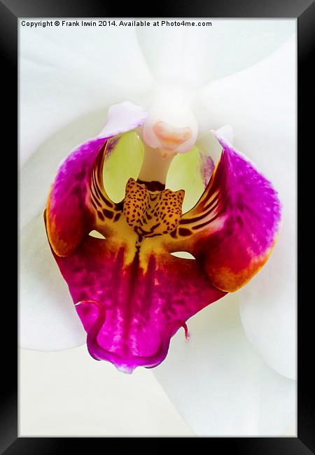 Macro view of  Beautiful White Phalaenopsis Orchid Framed Print by Frank Irwin