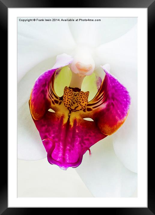 Macro view of  Beautiful White Phalaenopsis Orchid Framed Mounted Print by Frank Irwin
