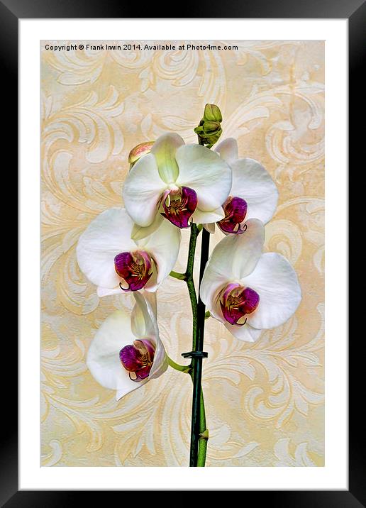  Beautiful White Phalaenopsis Orchid, artistically Framed Mounted Print by Frank Irwin
