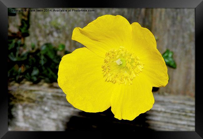  A beautiful yellow flower found in the countrysid Framed Print by Frank Irwin