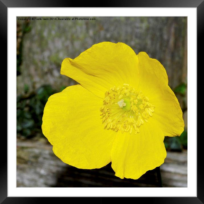 A beautiful yellow flower found in the countryside Framed Mounted Print by Frank Irwin