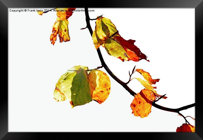  Artistic Autumnal colours in the park Framed Print by Frank Irwin