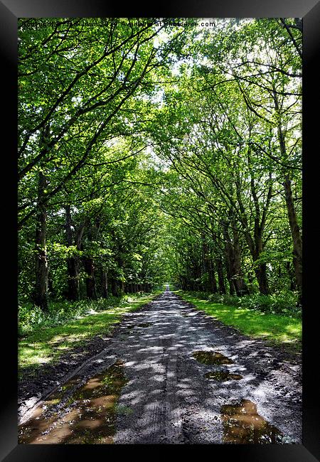  Tree lined Avenue to nowhere Framed Print by Frank Irwin