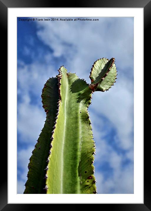  A large cactus in Tenerife Framed Mounted Print by Frank Irwin