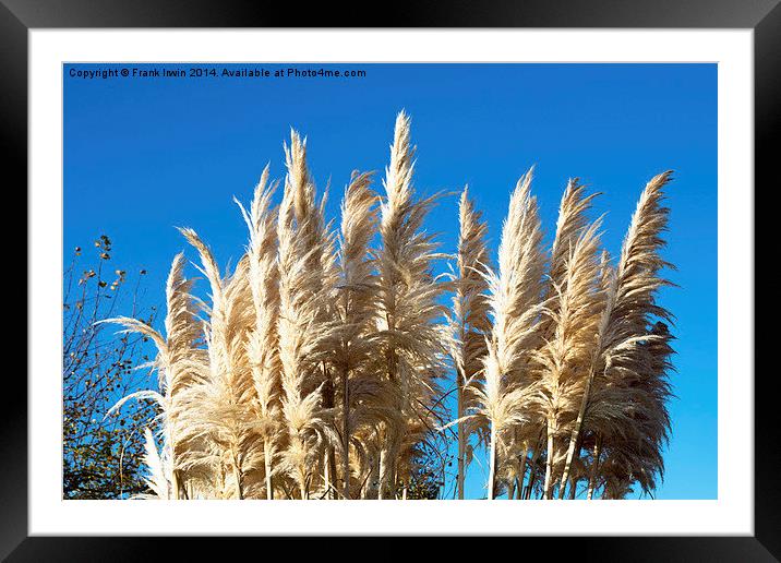  Beautiful, tall, willowy Pampas Grass Framed Mounted Print by Frank Irwin