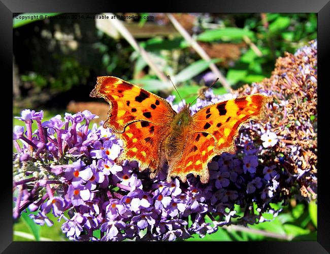  The Beautiful Comma butterfly Framed Print by Frank Irwin