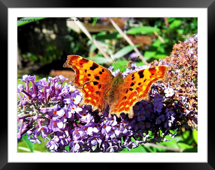  The Beautiful Comma butterfly Framed Mounted Print by Frank Irwin