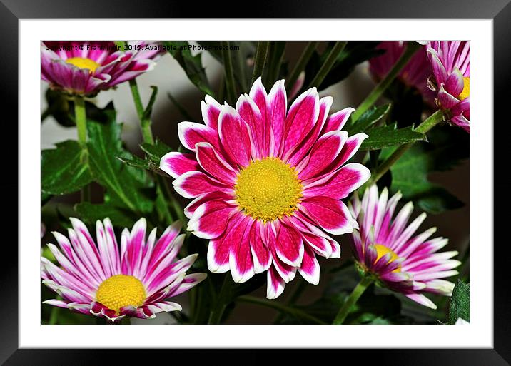  Beautiful Chrysanthemums in full bloom Framed Mounted Print by Frank Irwin