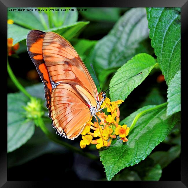  Caroni Flambeau (The Flame) butterfly Framed Print by Frank Irwin