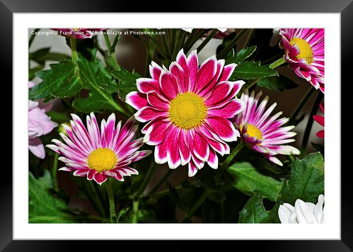 Beautiful Chrysanthemums in full bloom Framed Mounted Print by Frank Irwin