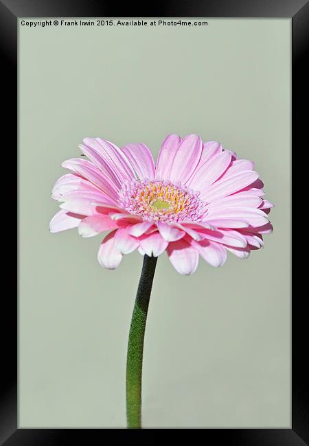  Pink Gerbera flower Framed Print by Frank Irwin