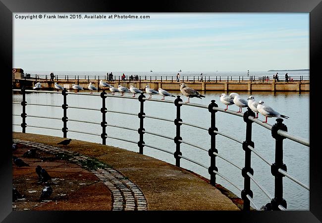  New Brighton seagulls Framed Print by Frank Irwin
