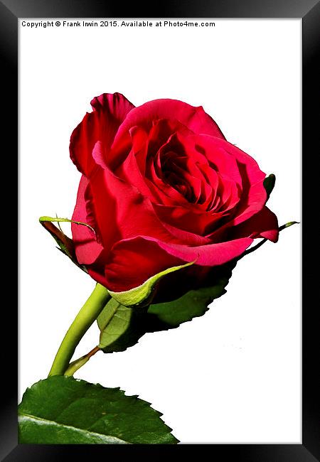 Beautiful red Hybrid Tea rose Framed Print by Frank Irwin