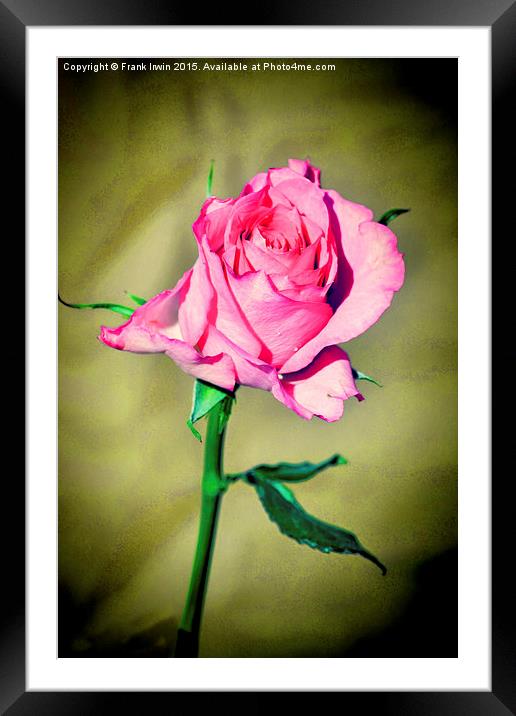 Red Hybrid Tea Rose (Lomo Style) Framed Mounted Print by Frank Irwin