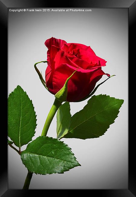 Beautiful red Hybrid Tea rose Framed Print by Frank Irwin