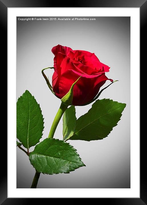 Beautiful red Hybrid Tea rose Framed Mounted Print by Frank Irwin