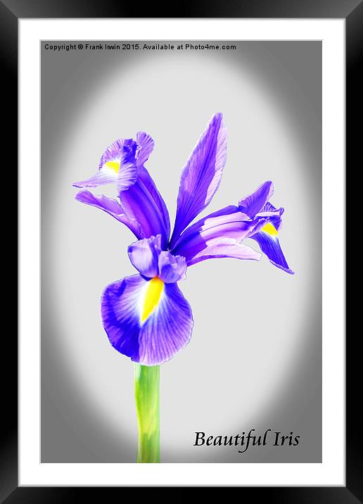 Beautiful Blue Iris flower in full bloom  Framed Mounted Print by Frank Irwin