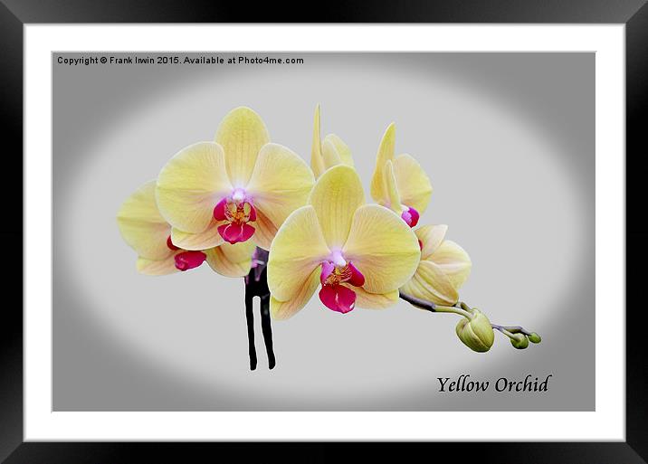 Beautiful yellow orchid  Framed Mounted Print by Frank Irwin