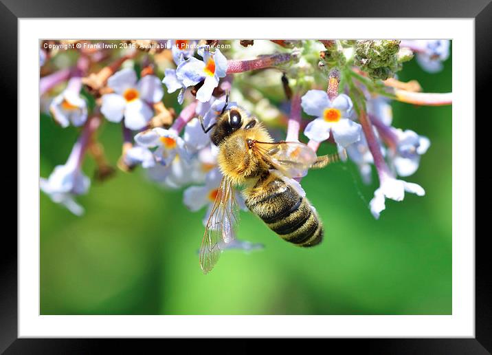  Worker bee at feeding time Framed Mounted Print by Frank Irwin
