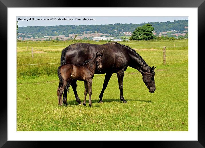 Newly born foal looking around his new world with  Framed Mounted Print by Frank Irwin