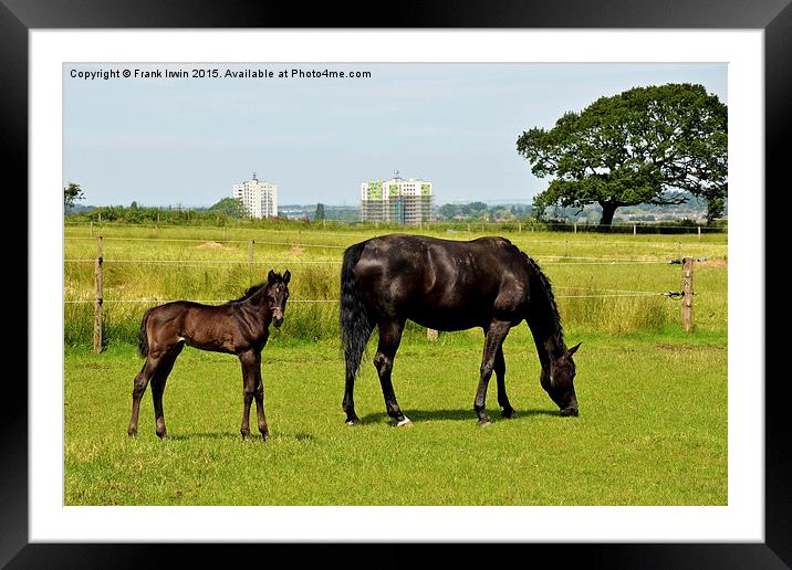  Mare and her newly-born foal Framed Mounted Print by Frank Irwin