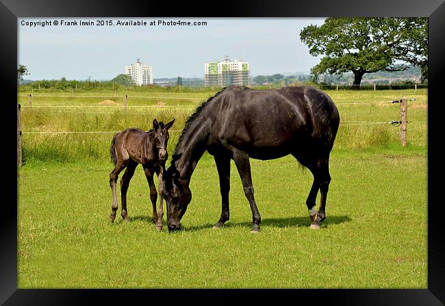 Mare and her newly-born foal Framed Print by Frank Irwin