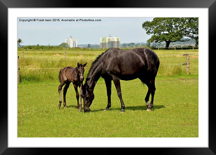 Mare and her newly-born foal Framed Mounted Print by Frank Irwin